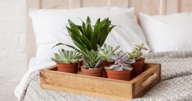 rośliny do sypialni
